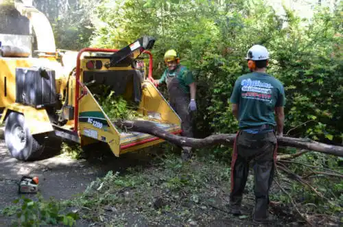 tree services Bradenton Beach